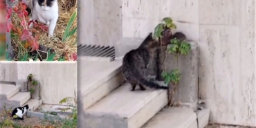 tunceliemek-3-kedi-1-fare-1.jpg