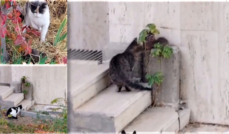 tunceliemek-3-kedi-1-fare-1.jpg